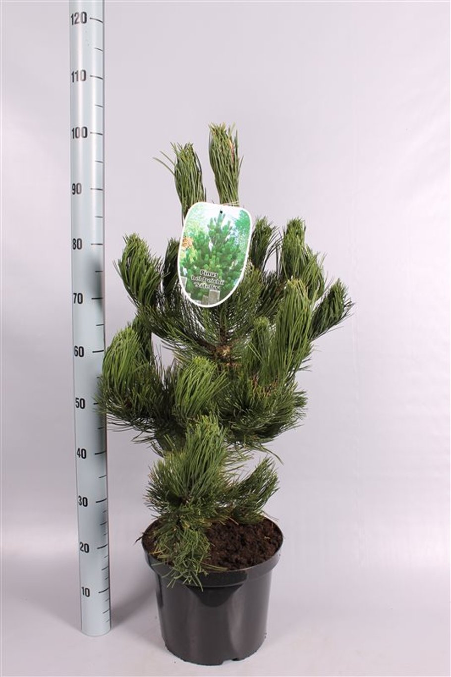 Pinus heldreichii 'Satellit' - C10 40-60 CM